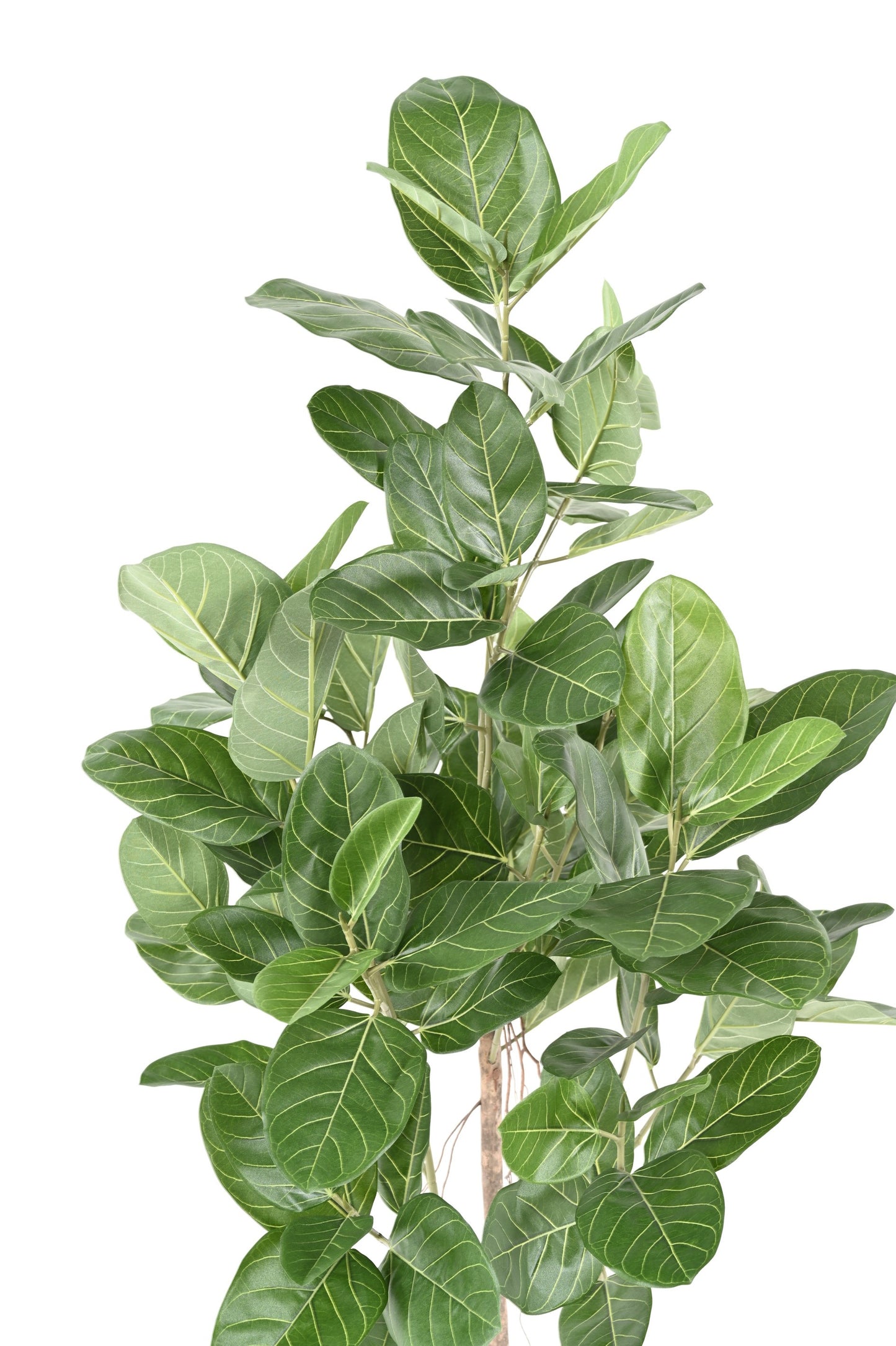 Ficus Audrey artificial -150cm